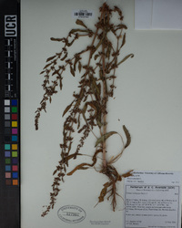 Rumex dentatus image