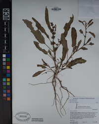 Rumex dentatus image