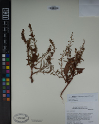 Rumex fueginus image