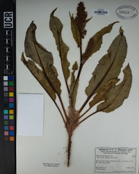 Rumex hymenosepalus image