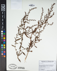 Rumex pulcher image