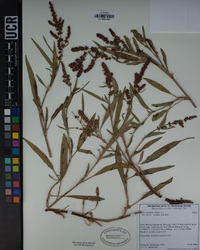 Rumex utahensis image