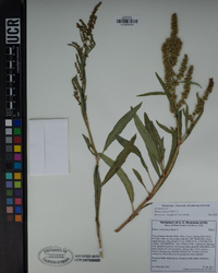 Rumex utahensis image