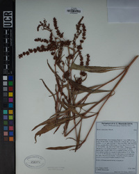 Rumex salicifolius image