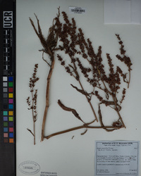 Rumex salicifolius image