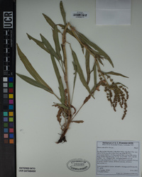 Rumex salicifolius image