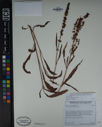 Rumex californicus image