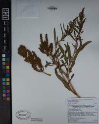 Rumex salicifolius image