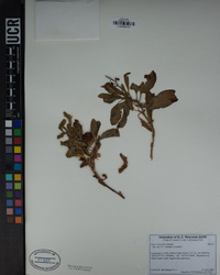 Rumex lacustris image