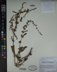 Rumex stenophyllus image