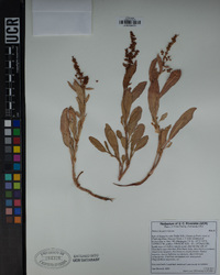 Rumex lacustris image