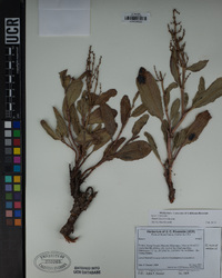 Rumex lacustris image