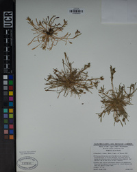 Calandrinia ciliata image