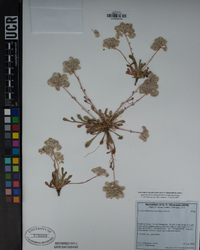 Calyptridium monospermum image