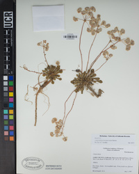 Calyptridium monospermum image