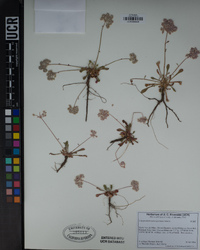 Calyptridium monospermum image