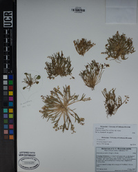 Claytonia exigua image