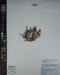 Claytonia exigua image