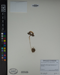 Claytonia lanceolata image