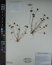 Claytonia parviflora image