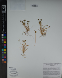 Claytonia parviflora image