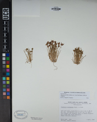 Claytonia parviflora subsp. viridis image