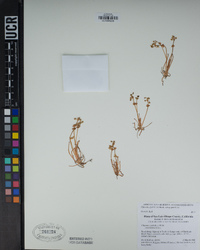 Claytonia parviflora image