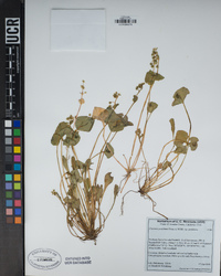 Claytonia perfoliata image