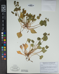 Claytonia perfoliata image