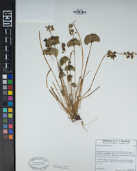 Claytonia perfoliata image