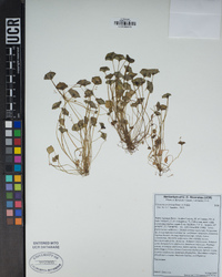 Claytonia perfoliata image