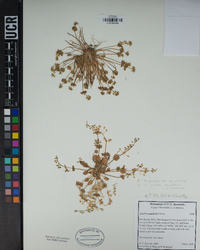 Claytonia perfoliata image