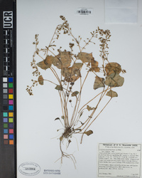 Claytonia perfoliata image