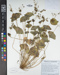 Claytonia perfoliata image