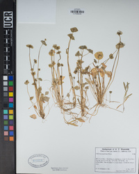 Claytonia perfoliata image