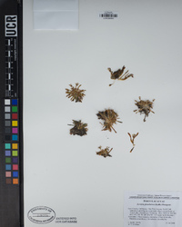 Lewisia glandulosa image