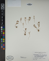 Lewisia triphylla image