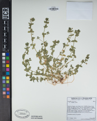 Lysimachia arvensis image