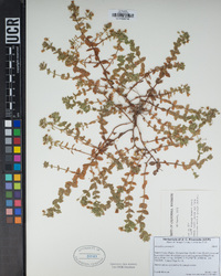 Lysimachia arvensis image