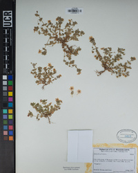 Lysimachia arvensis image