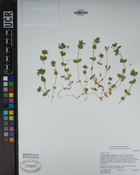 Lysimachia arvensis image