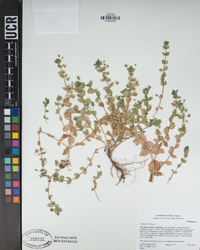 Lysimachia arvensis image