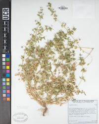 Lysimachia arvensis image