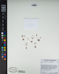Androsace elongata subsp. acuta image