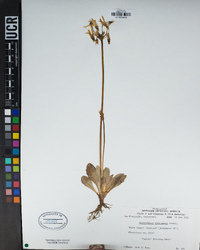 Primula clevelandii image