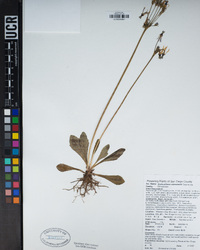 Primula clevelandii image