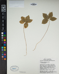 Lysimachia latifolia image