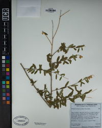 Polygala cornuta subsp. fishiae image