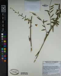 Polygala cornuta image