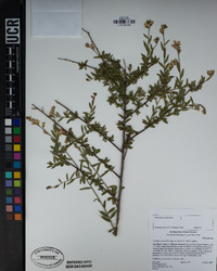 Polygala cornuta var. fishiae image